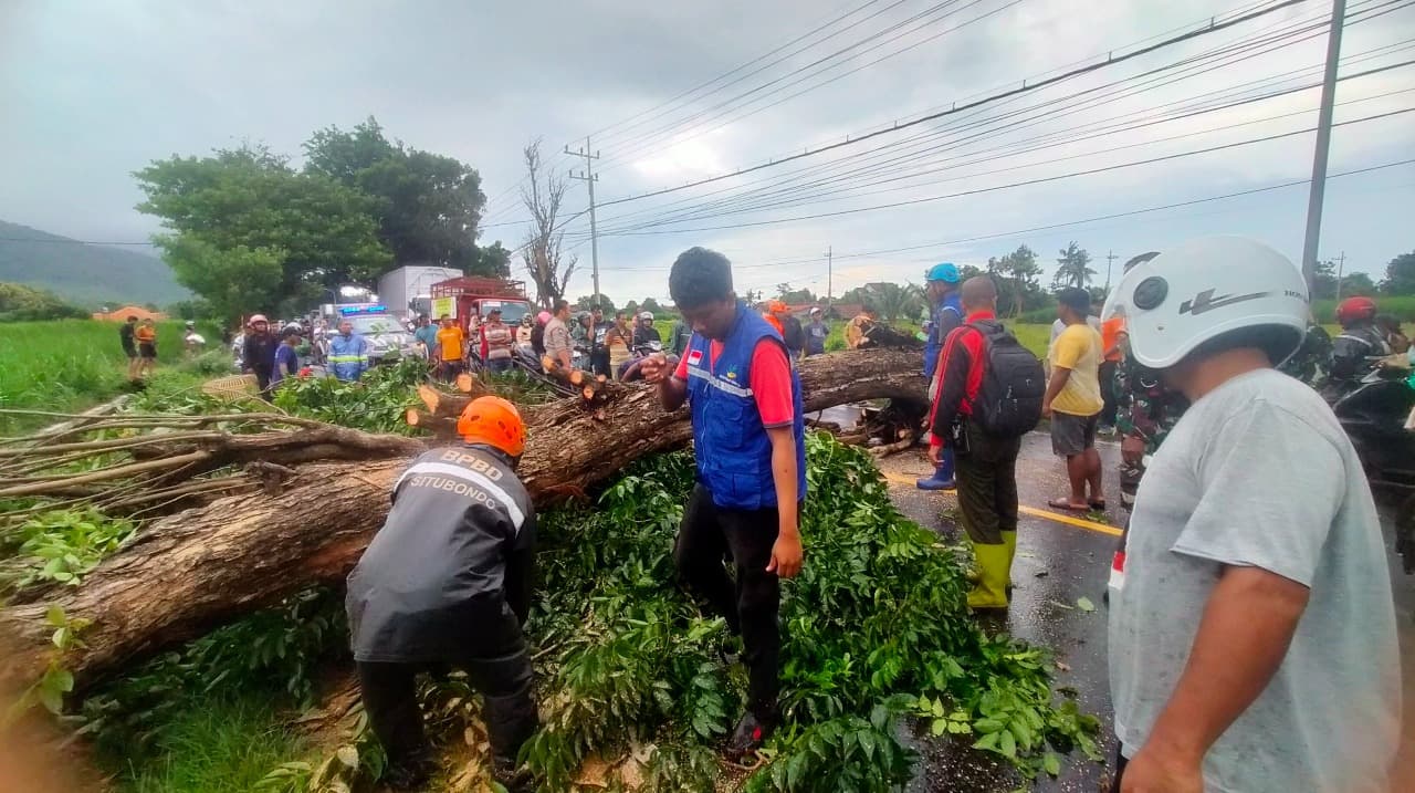 Hujan Deras dan Angin Kencang di Situbondo, Pohon Angsana Tumbang Tutup Jalur Pantura