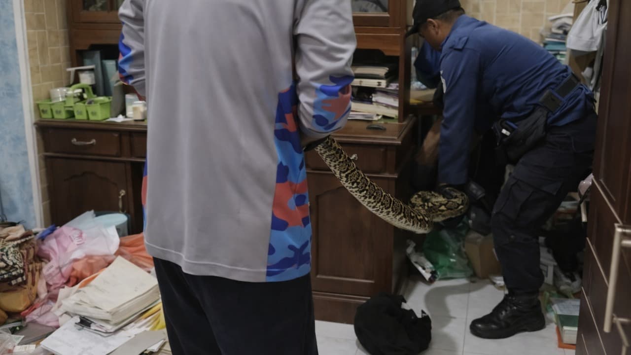 Ular Phyton Sepanjang 5 Meter Ada di Tumpukan Baju, Kagetkan Warga