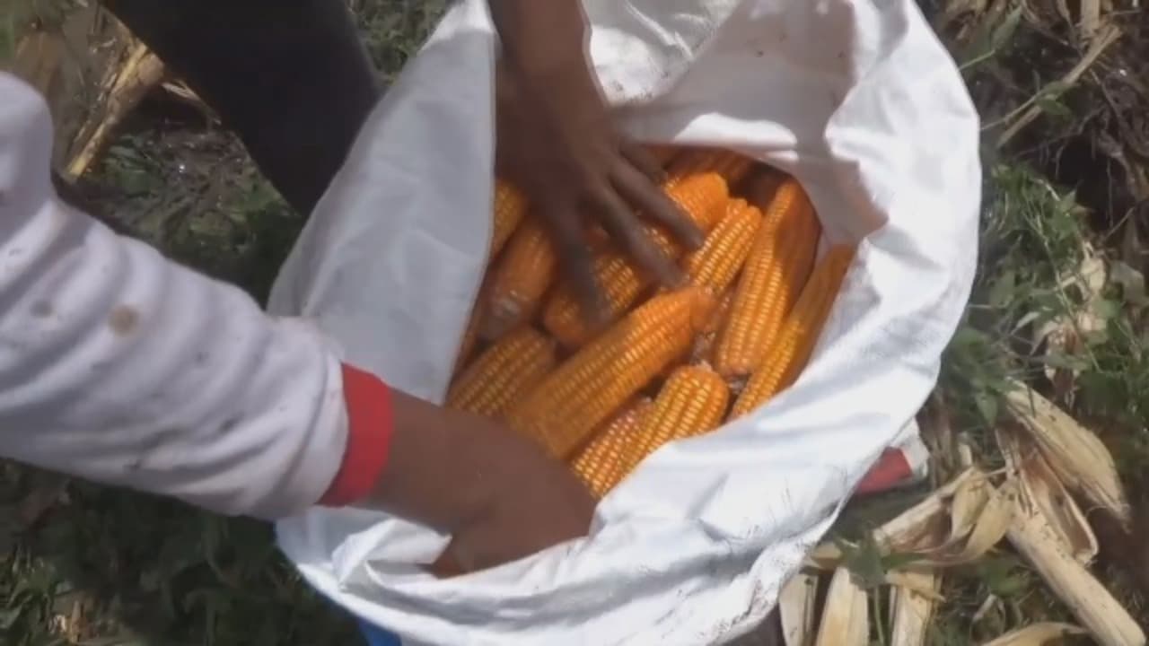 Bulog Jember Pastikan Serapan Jagung Petani Tetap Berjalan