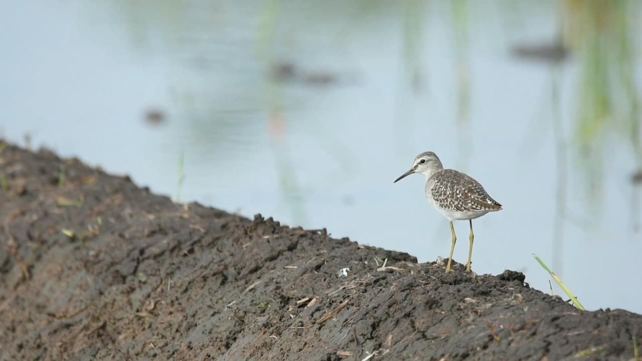 Ribuan Burung Migran Singgah di Tulungagung