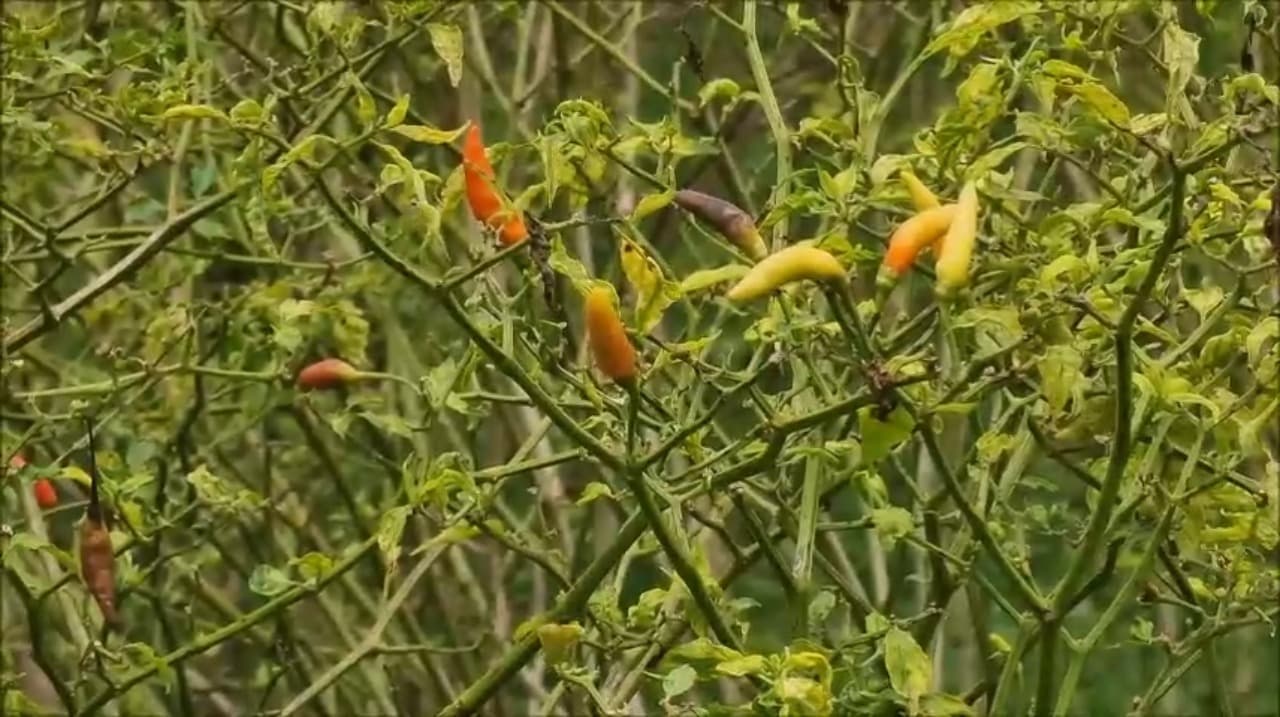 Puluhan Hektar Cabai Rawit Rusak di Nganjuk, Petani Mengaku Merugi