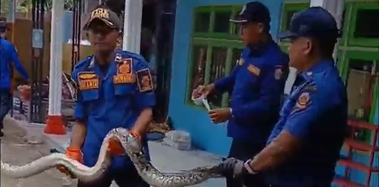 Petugas Damkar Bangkalan Evakuasi Ular Piton di Plafon Sekolah