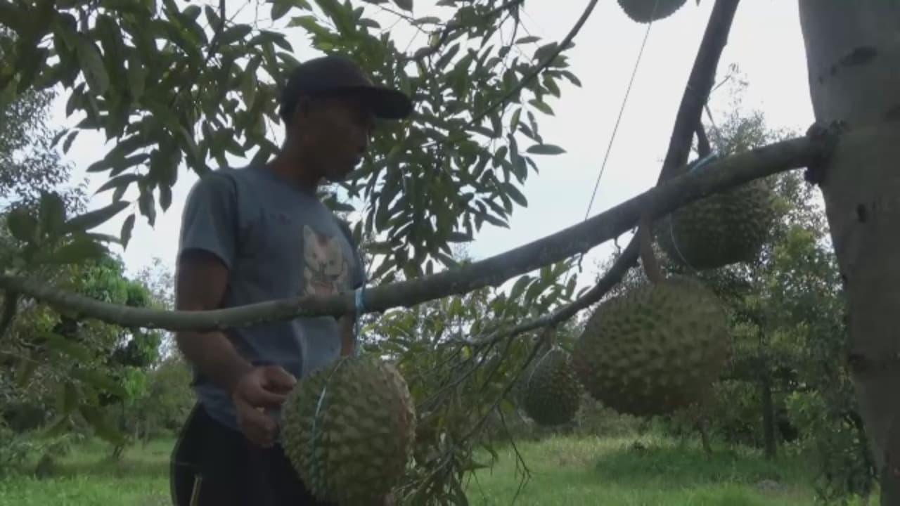 Durian Duri Hitam Bikin Petani Cuan Ratusan Juta