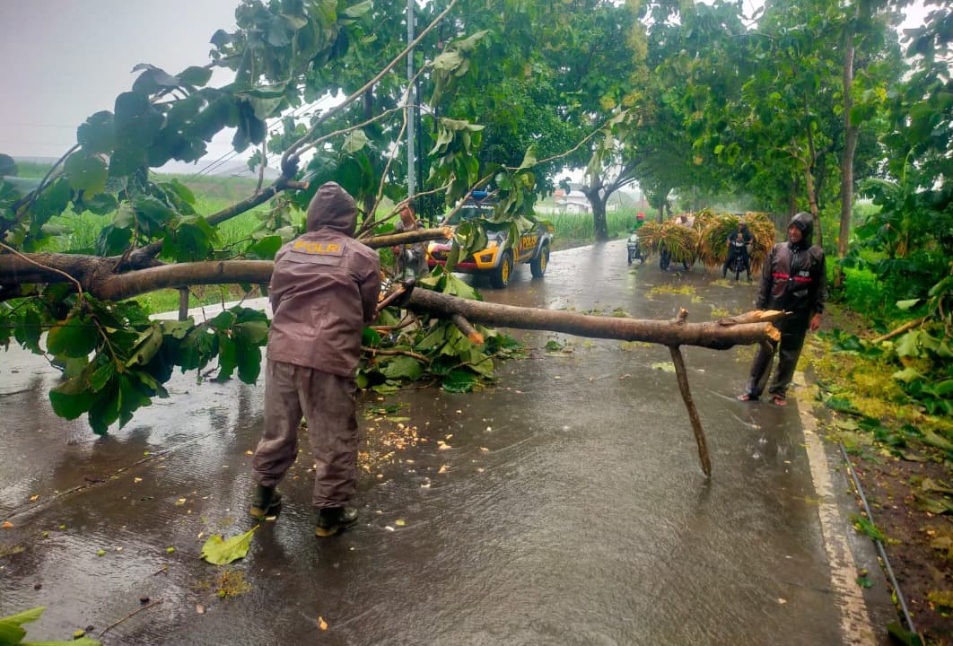 3 Pohon Tumbang saat Hujan Deras dan Angin Kencang di Jatirejo Mojokerto