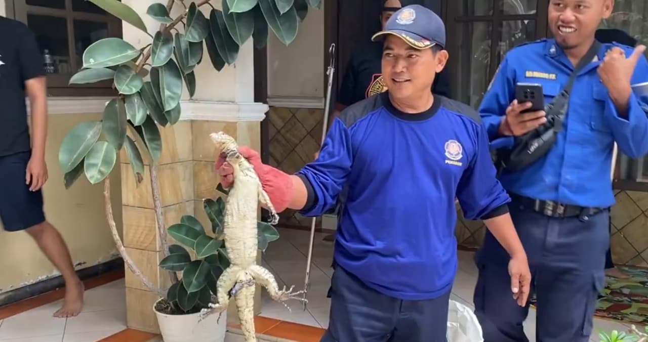 Dikira buaya masuk rumah, ternyata seekor biawak, damkar lakukan evakuasi