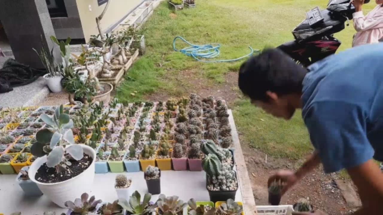 Sukulen dan Kaktus Mini Diminati Pecinta Tanaman