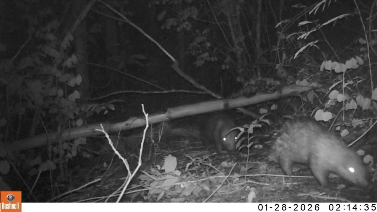 Kamera Trap Pantau Satwa Dilindungi di Hutan Kota Trenggalek