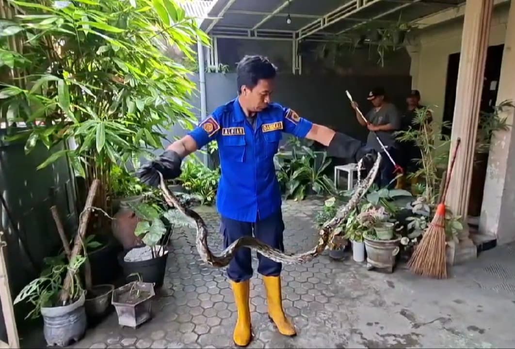 Ular Sanca Ditemukan Membusuk di Pot Bunga Rumah Warga, Diduga Usai Ditabrak Motor