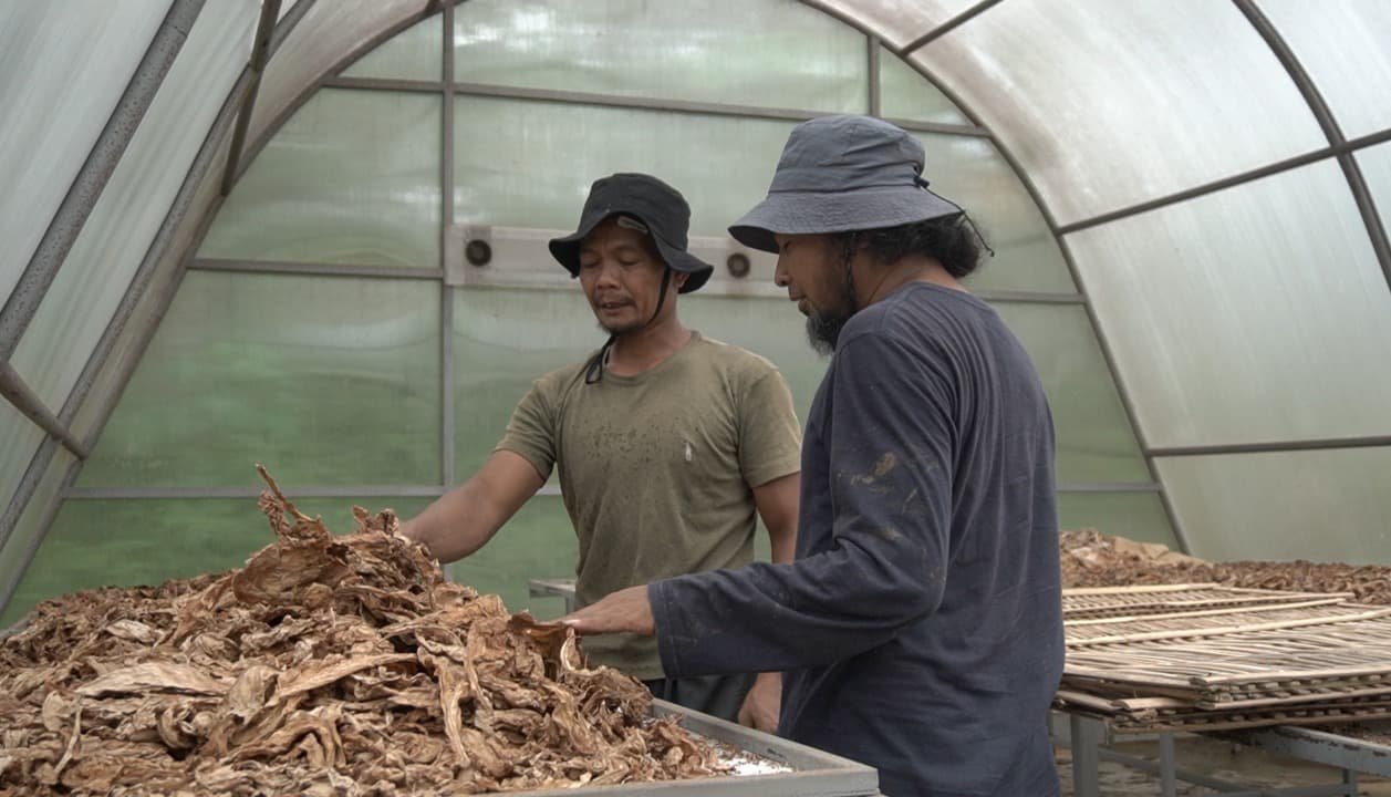 Dana Bagi Hasil Cukai Tembakau Dinilai Efektif Bantu Petani di Pacitan