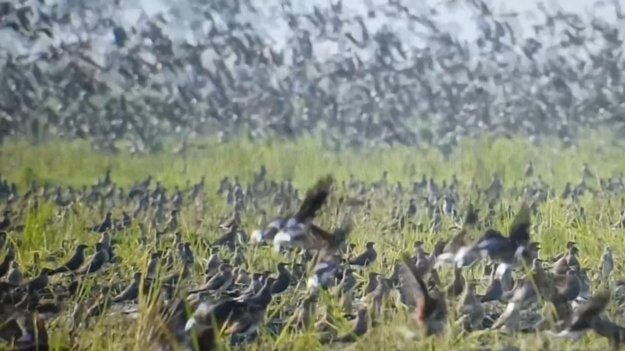 BKSDA Pastikan Burung Migran Rusia-China Tak Rusak Tanaman