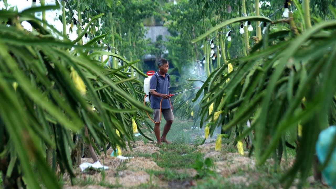 Bukan Sekadar Modal, BRI Bekali Petani Buah Naga Banyuwangi dengan Skill dan Jaringan