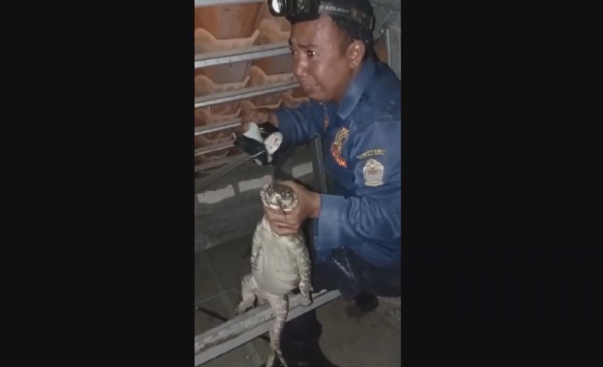 Dikira Tikus, Ternyata Biawak Besar Bersembunyi di Atas Plafon Rumah Warga Bangkalan