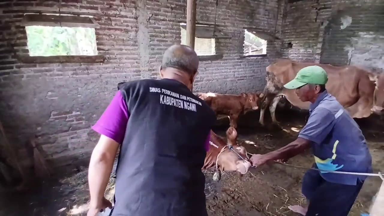 Kasus PMK Merebak di 11 Kecamatan, DPP Intensifkan Vaksin Ternak