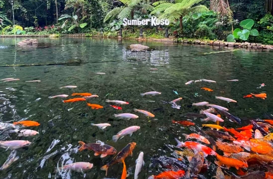 Sumber Koso Ngawi: Pesona Ribuan Ikan Koi dan Sejuknya Udara Pegunungan di Lereng Lawu