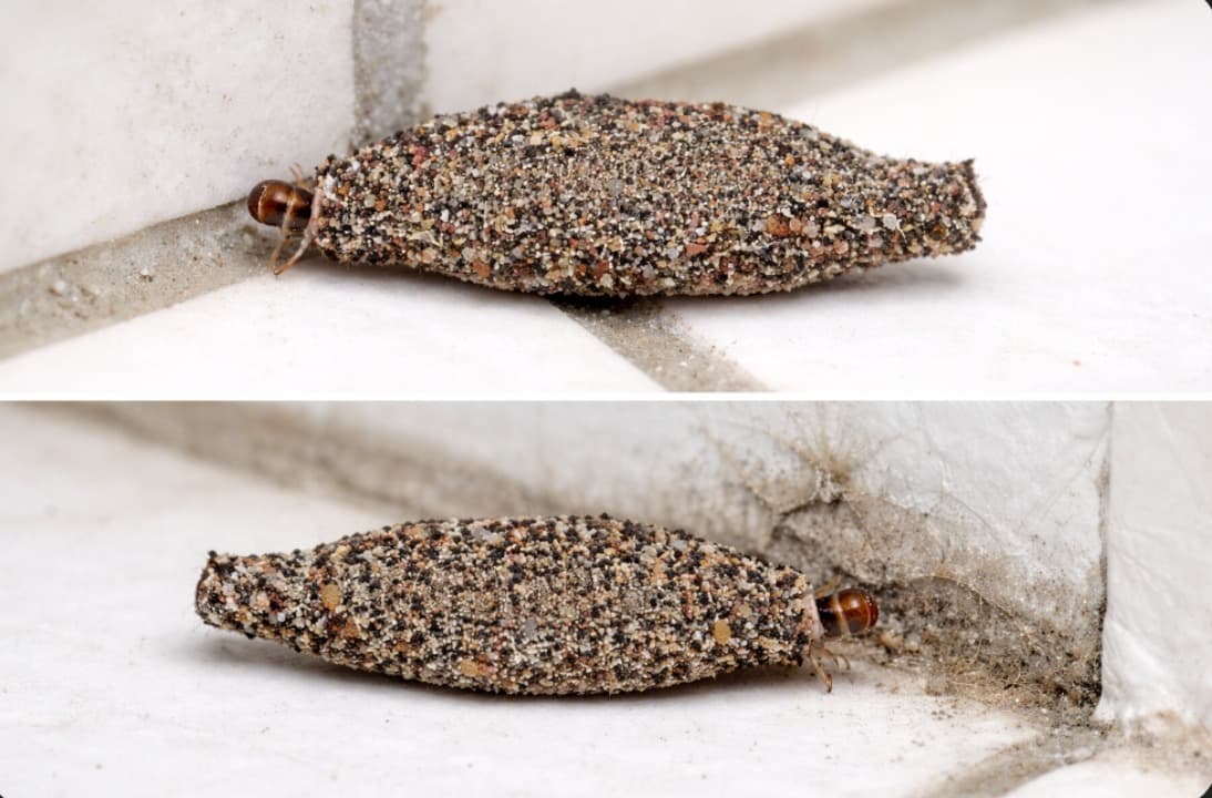 Sering Muncul di Sudut Dinding, Apakah Serangga Gatal ini Berbahaya?