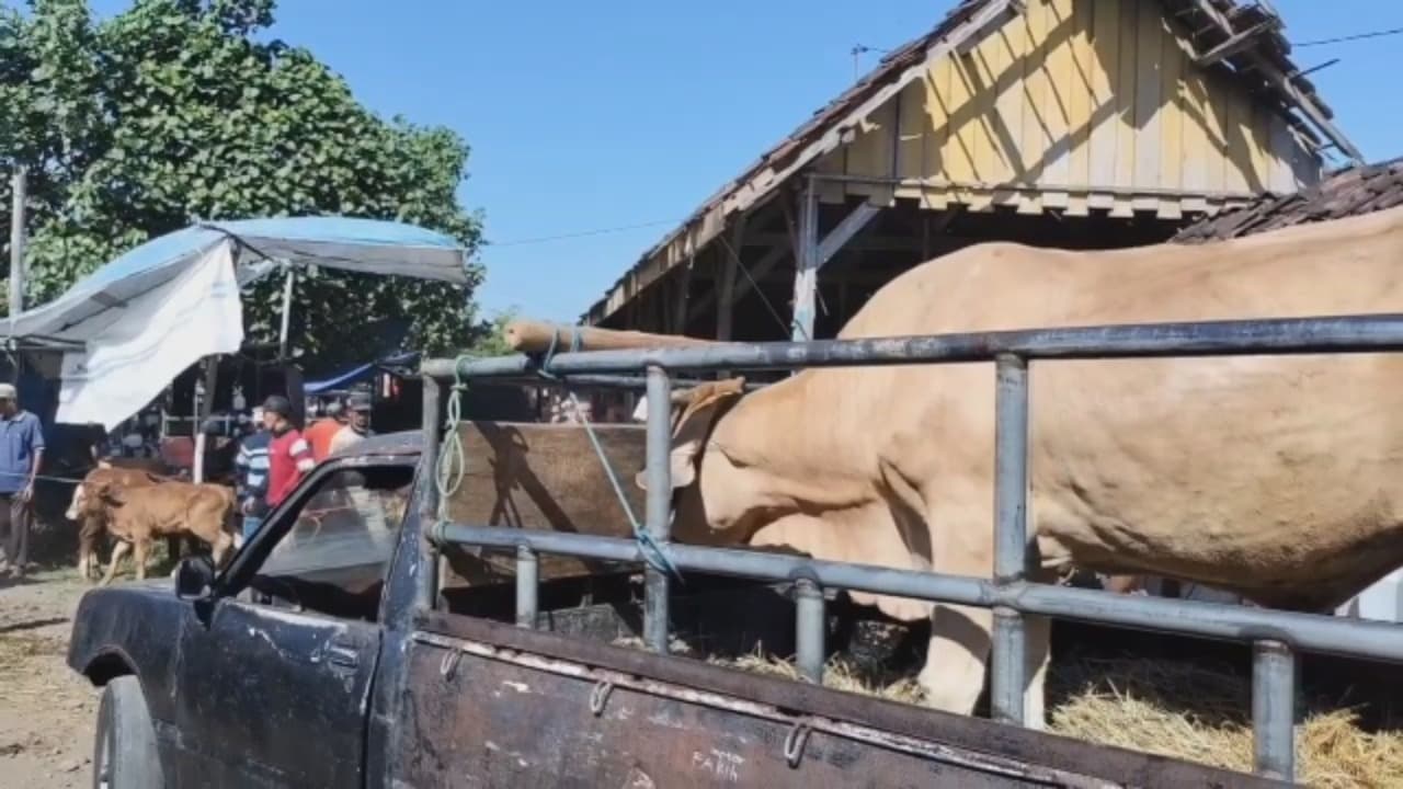 Cegah PMK, Ternak dari Luar Daerah Segera Diperiksakan