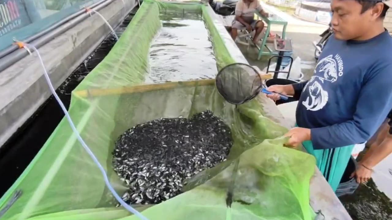 Inovasi Nila Black Airlangga Badas Kediri, Tembus Pasar Luar Jawa