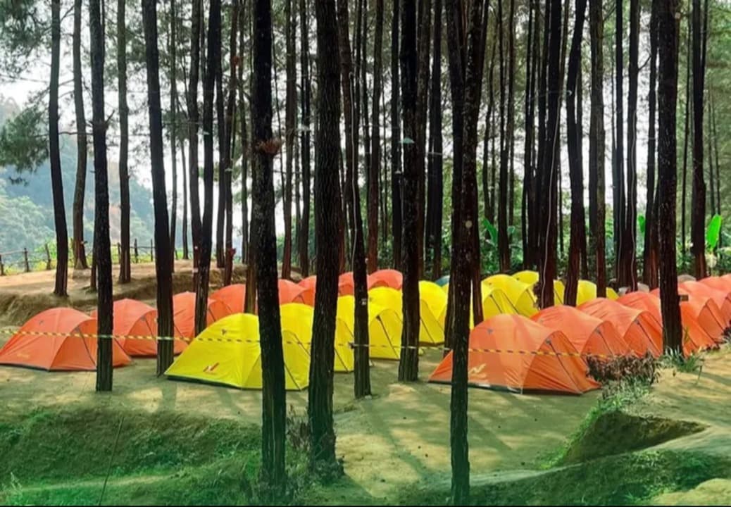 Alas Veenuz Trawas: Sensasi Berkemah di Hutan Pinus dengan Fasilitas 'Family Friendly'