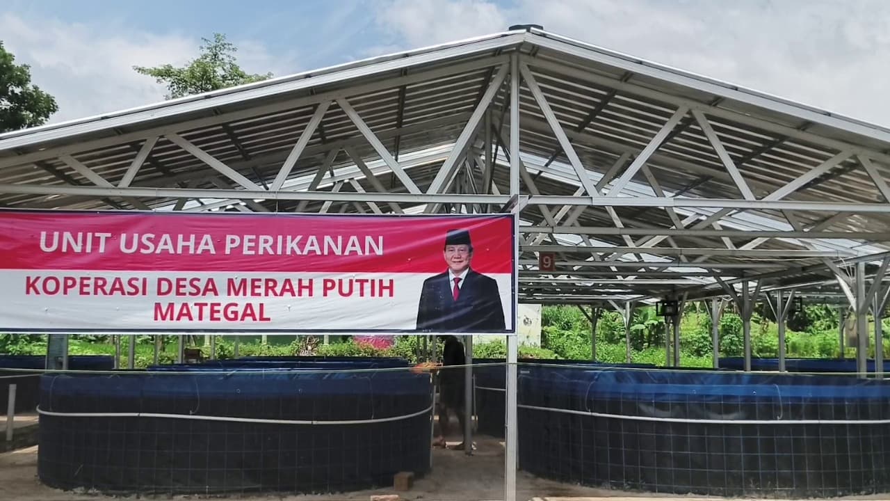 Dorong Ekonomi Warga, Kopdes Mategal Kembangkan 24 Kolam Lele Bioflok