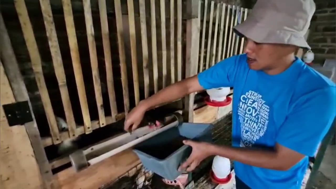 Pemuda Ponorogo Sukses Tekan Biaya Pakan Ayam Dengan Maggot Dari Limbah Rumah Tangga