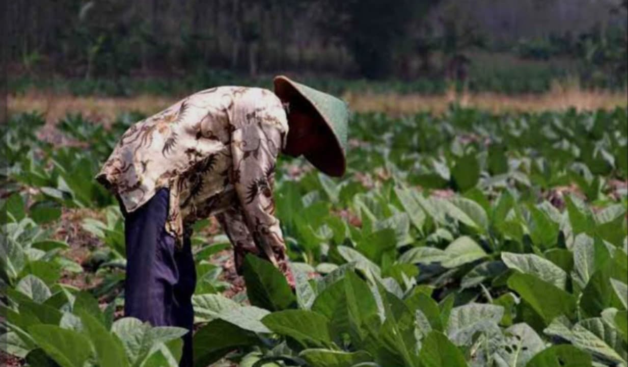 Menanti BLT DBHCHT, Buruh Tani Tembakau Pacitan Harap Bantuan Cair Tepat Waktu
