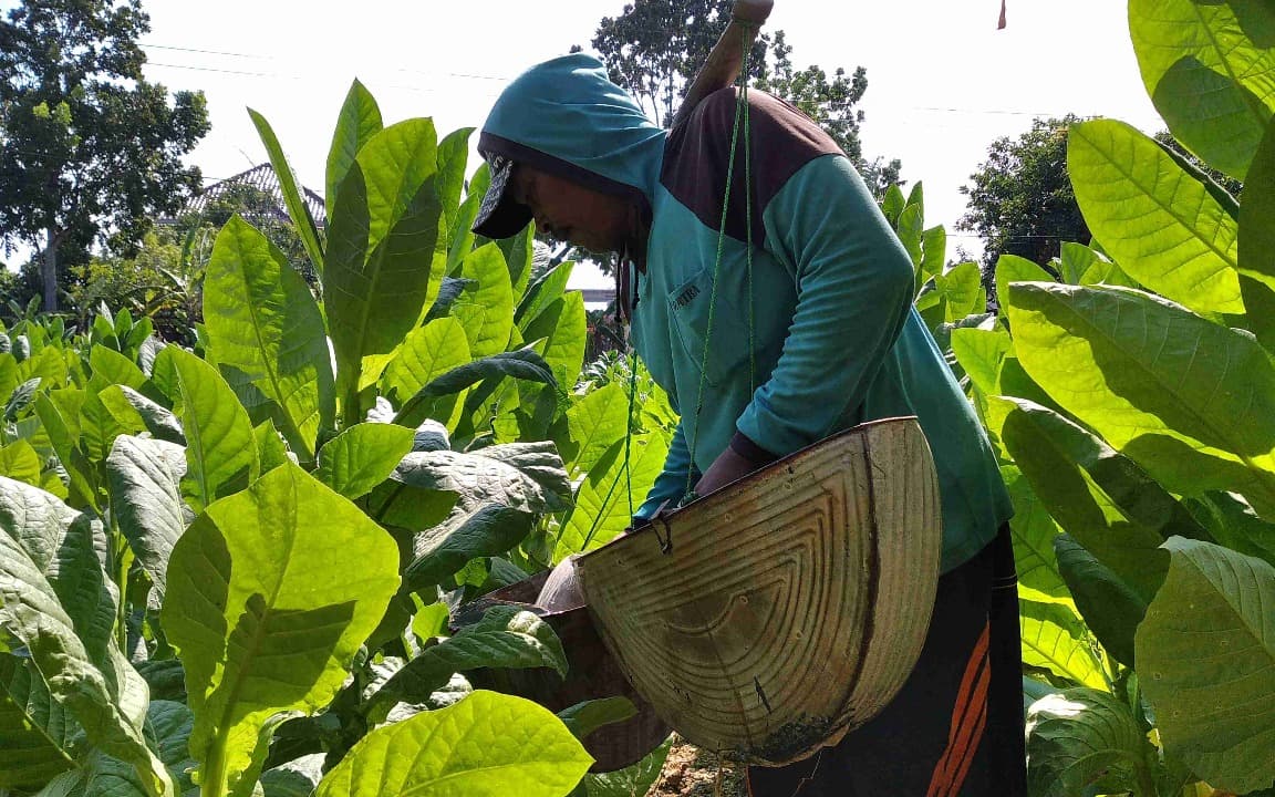 Meski Anggaran Turun, DBHCHT Tetap Topang Petani dan Buruh di Pacitan