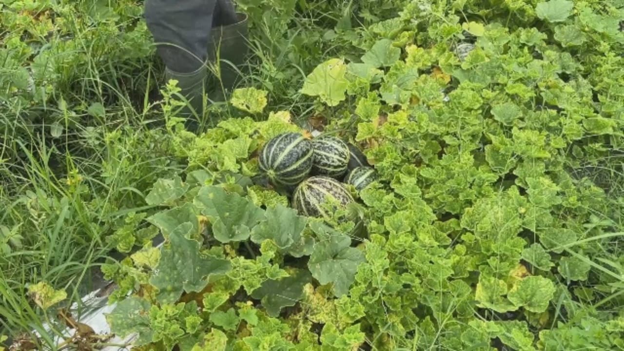 Cuaca Ekstrem, Harga Blewah Tetap Tinggi