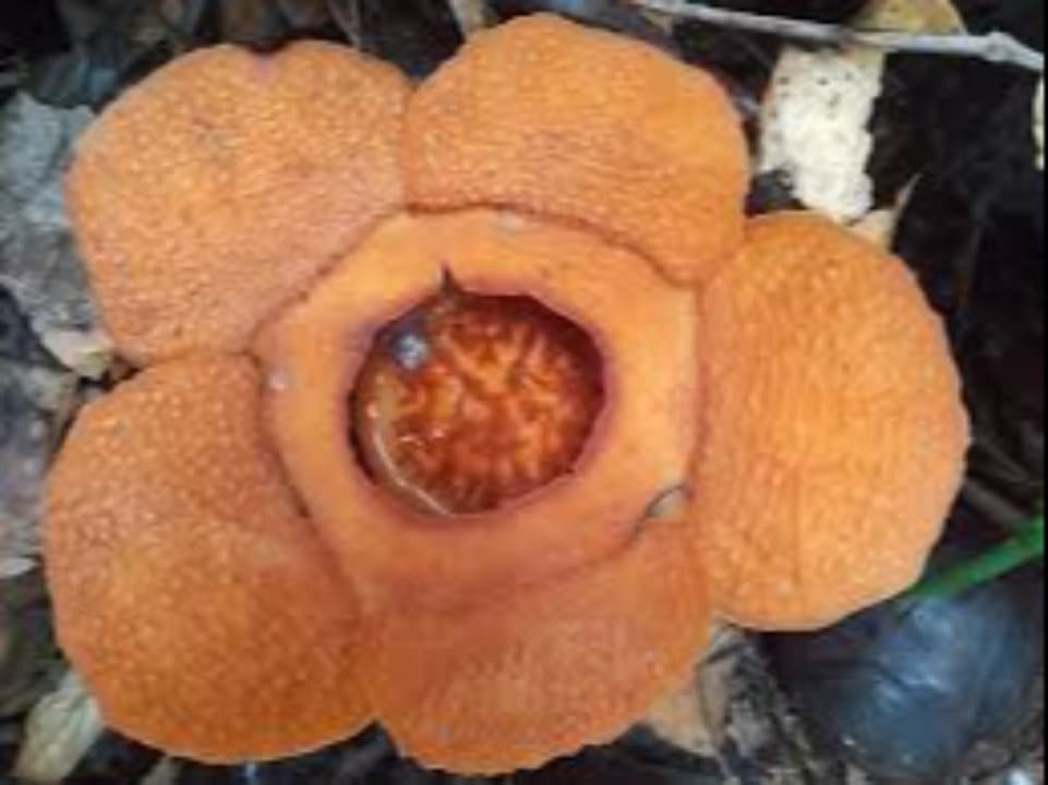 Rafflesia Harjatii, Bunga Langka Endemik Kalimantan Timur Resmi Teridentifikasi