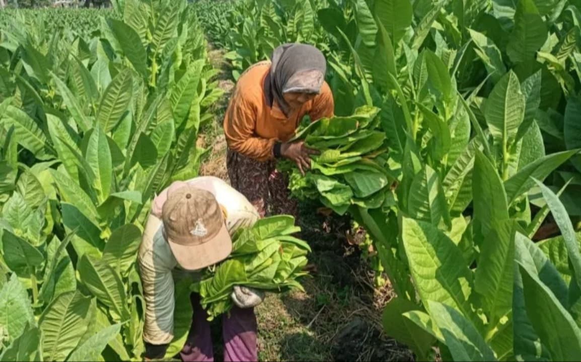 DBHCHT dan Penguatan Sektor Pertanian Tembakau Berkelanjutan