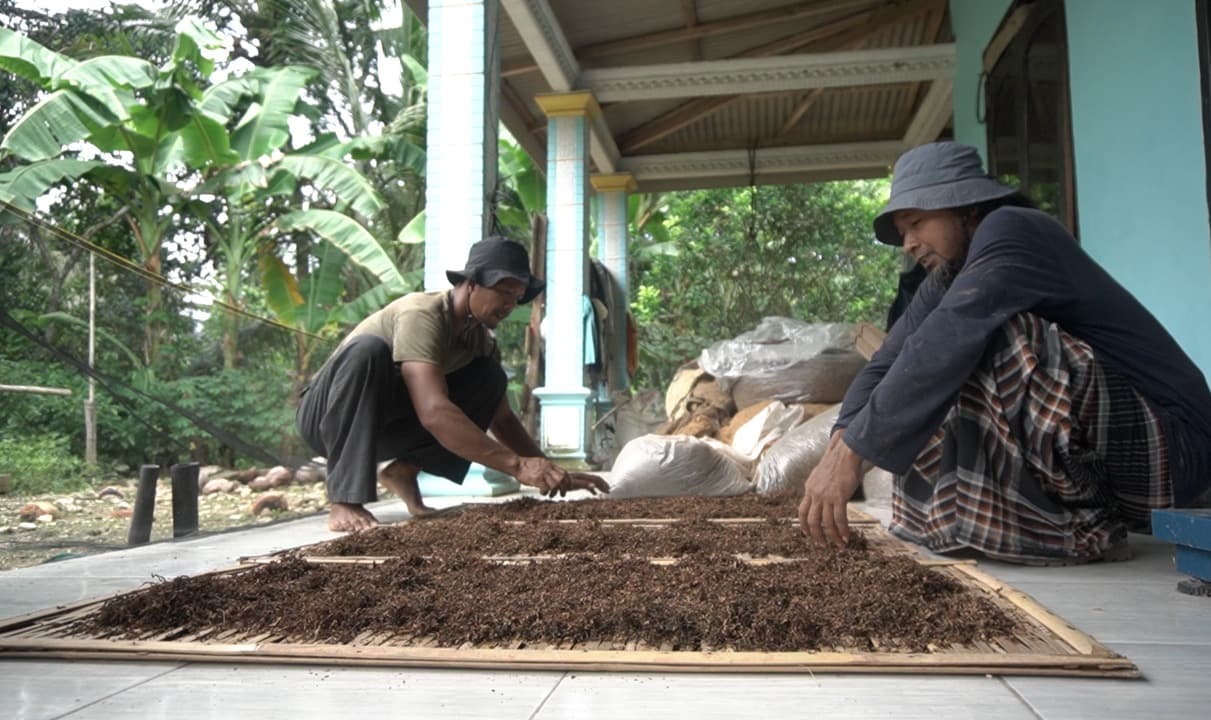 Rokok Ilegal Rugikan Petani Tembakau Pacitan