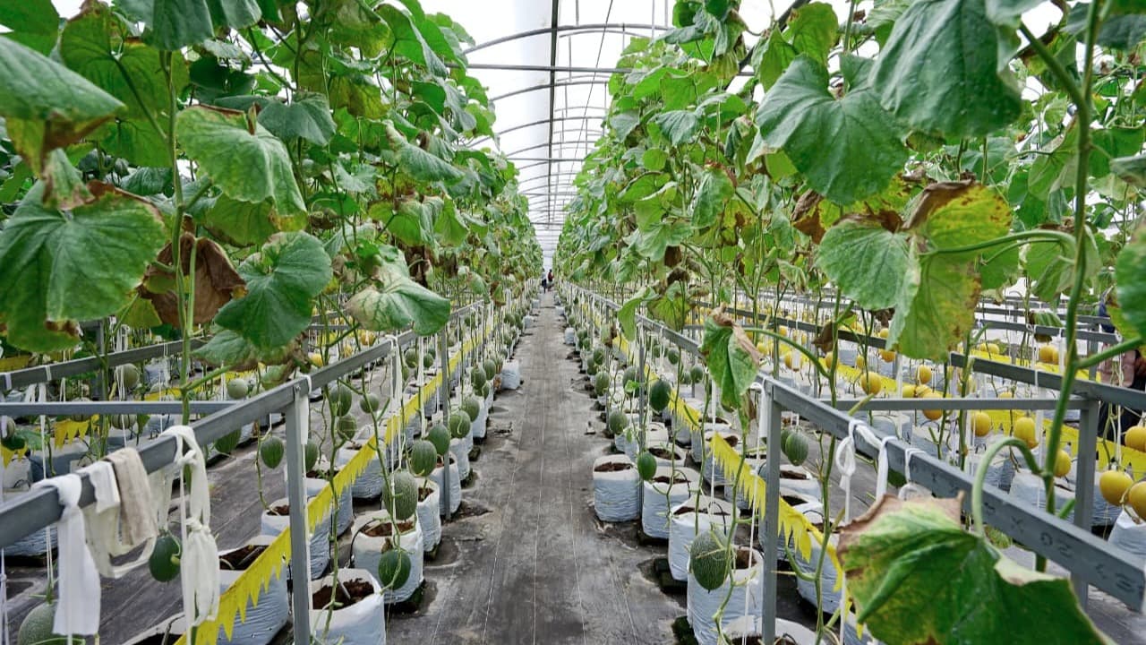 Ke Kalibaru, Bupati Ipuk Gali Potensi Pertanian Melon Hidroponik