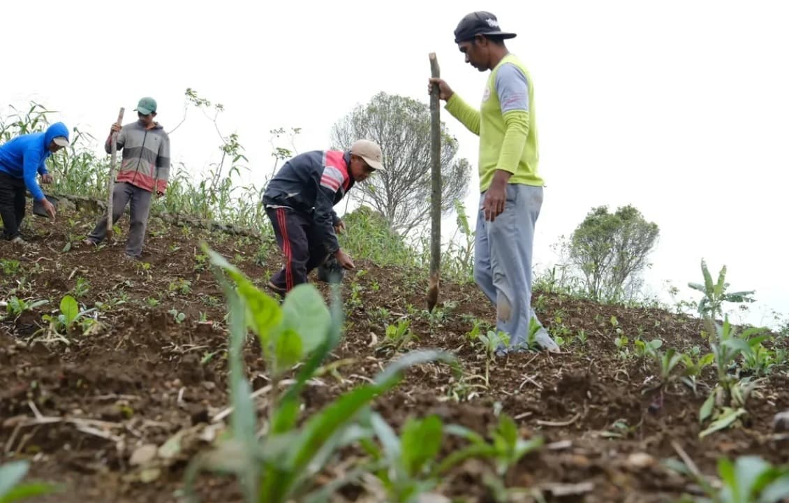 Petani Tembakau Pacitan Dituntut Adaptif di Tengah Musim Hujan dan Peredaran Rokok Ilegal