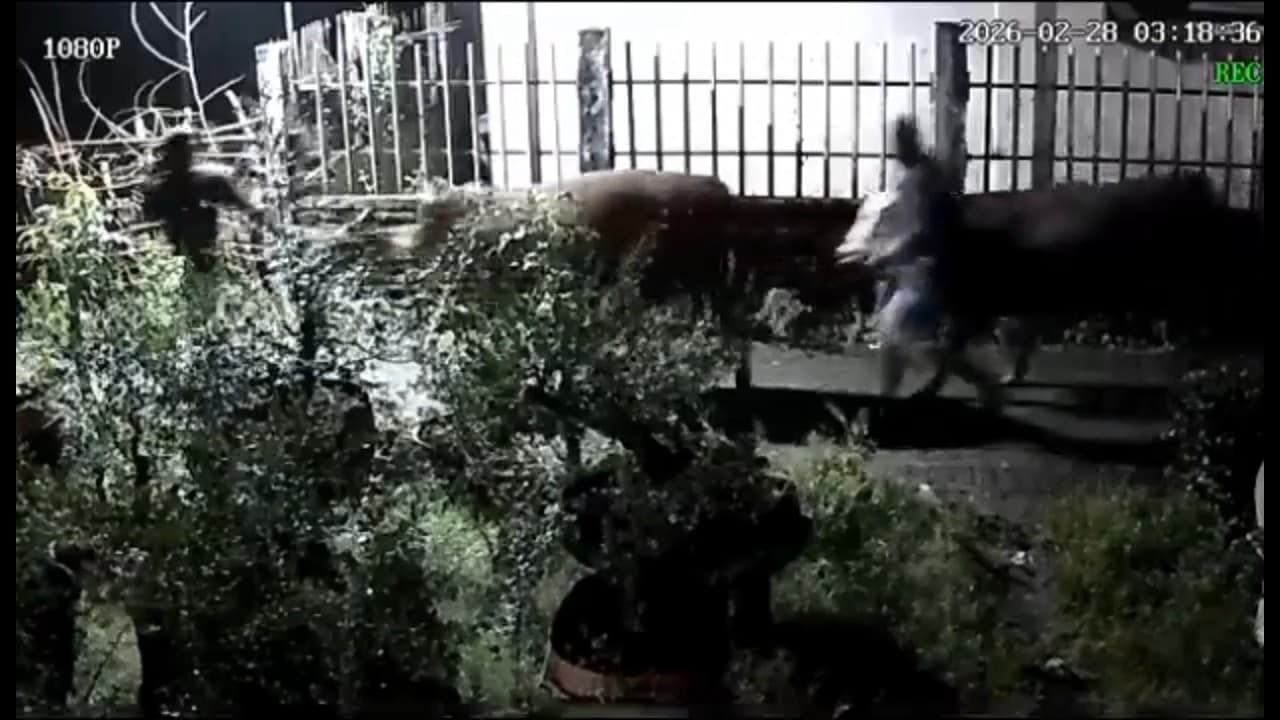 Jelang Lebaran, Dua Sapi Limousin Warga Leces Hilang Dicuri