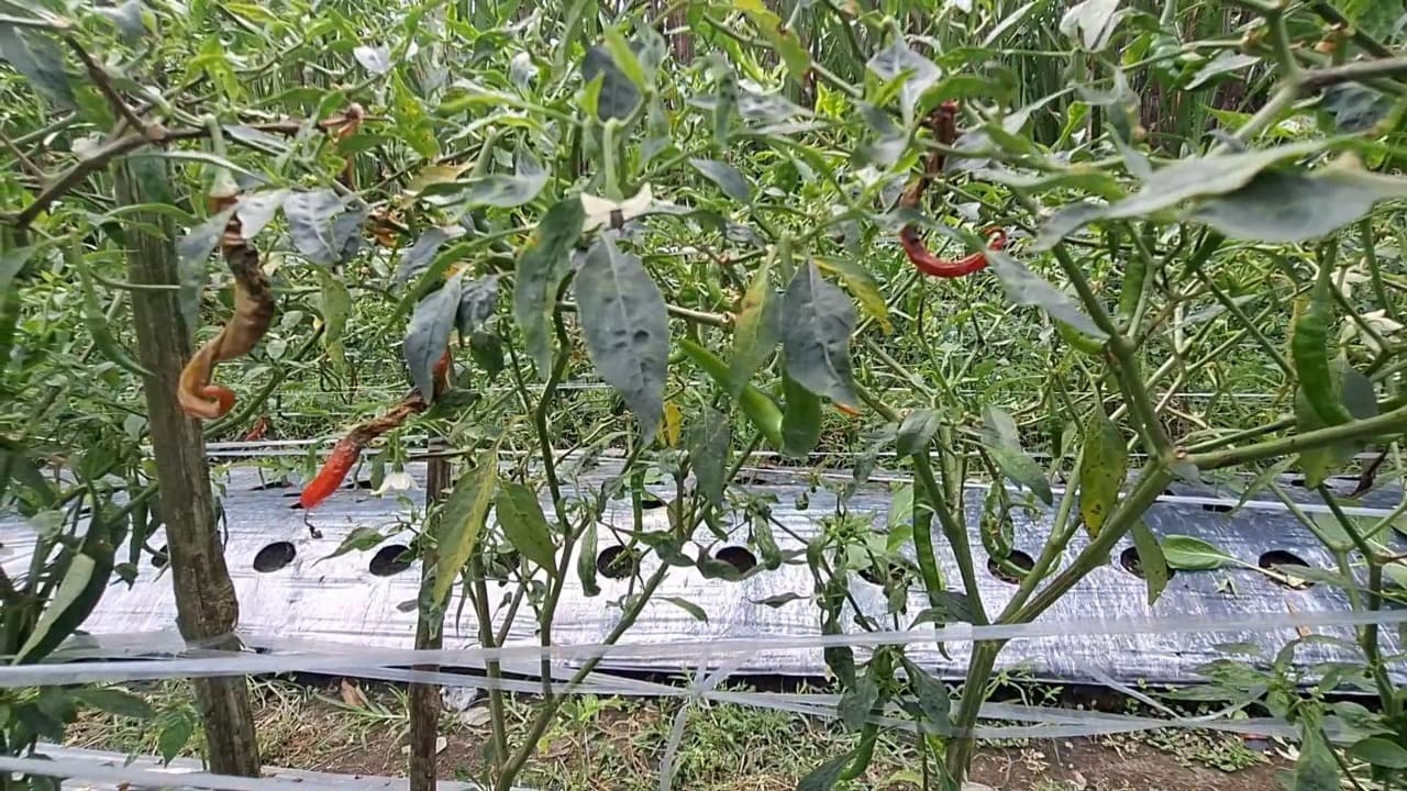 Hama Pathek Gempur Tanaman Cabai di Kediri, Petani Lakukan Penyelamatan