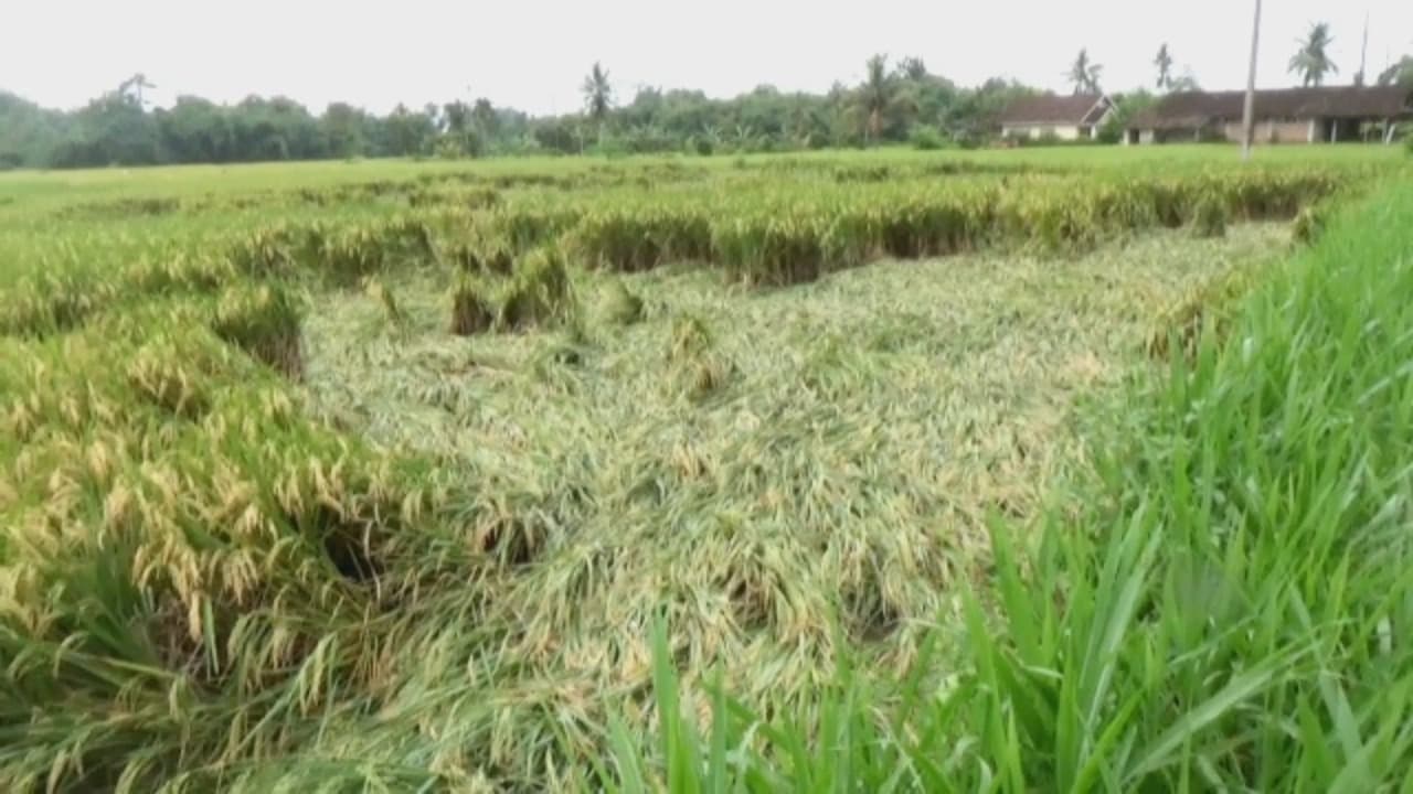 Puluhan Hektare Padi Roboh, Petani Terancam Rugi