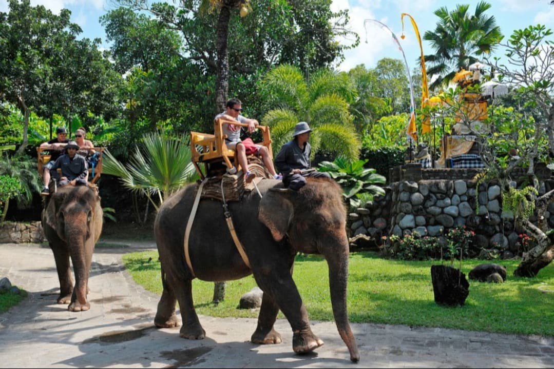 Dukung Kesejahteraan Satwa, Bali Zoo Resmi Hapus Wahana Tunggang Gajah