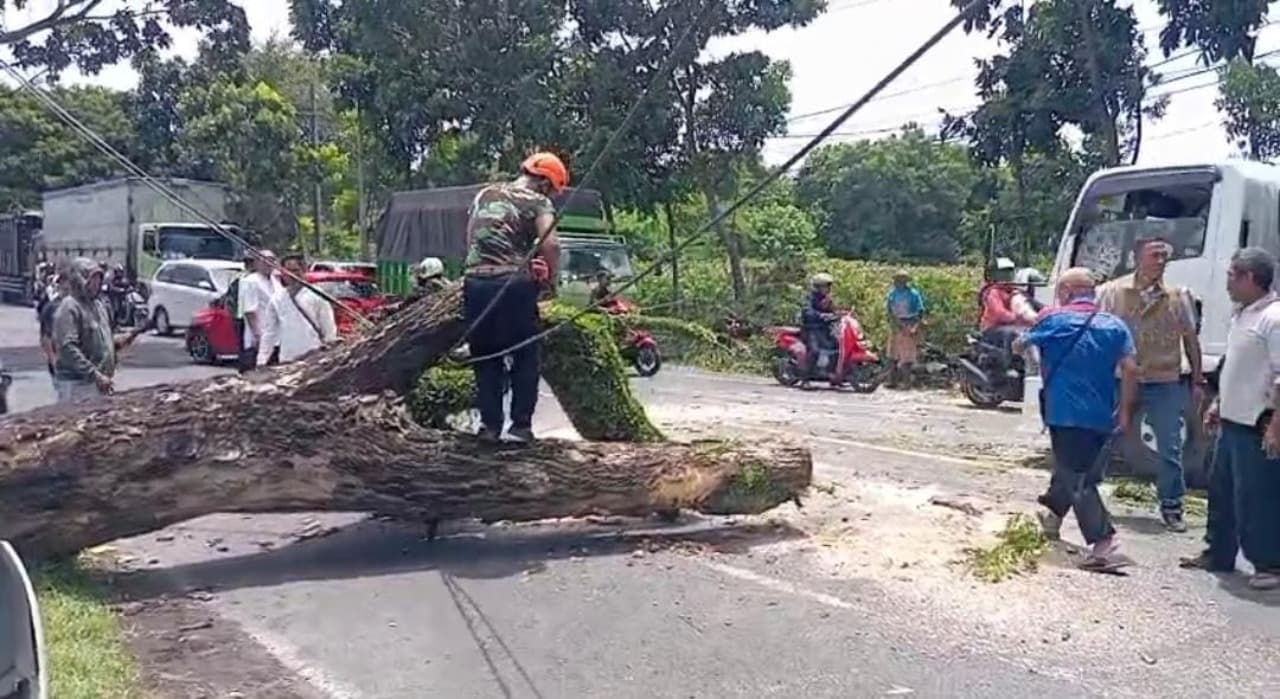 Angin Kencang Landa Banyuwangi Sebabkan Pohon Tumbang di 13 Titik Lokasi