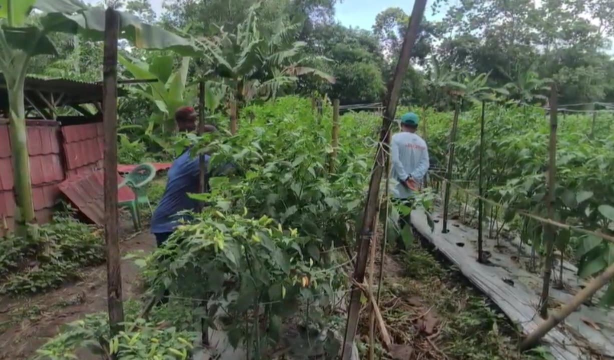 Dibalik Mahalnya Cabai Rawit di Malang: Petani Harus Kerja Ekstra Lawan Hama di Musim Hujan
