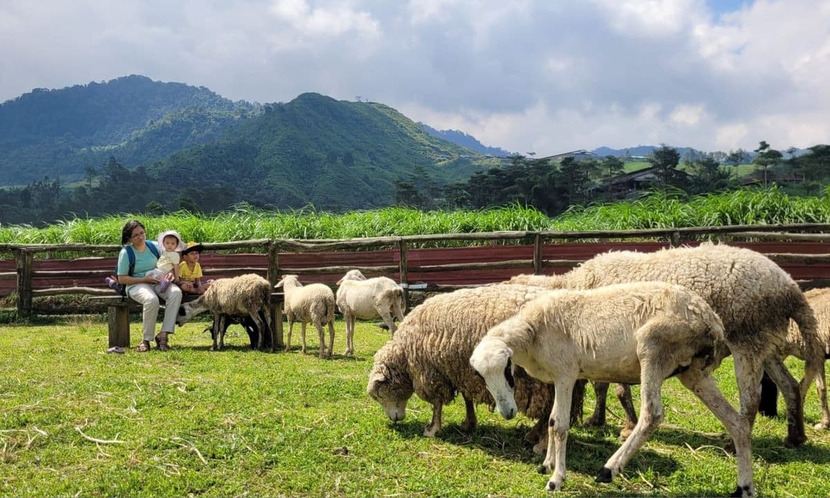 "Swiss of Java" di Banyumas: Menggala Ranch Siapkan Wahana Baru Sambut Libur Lebaran 2026