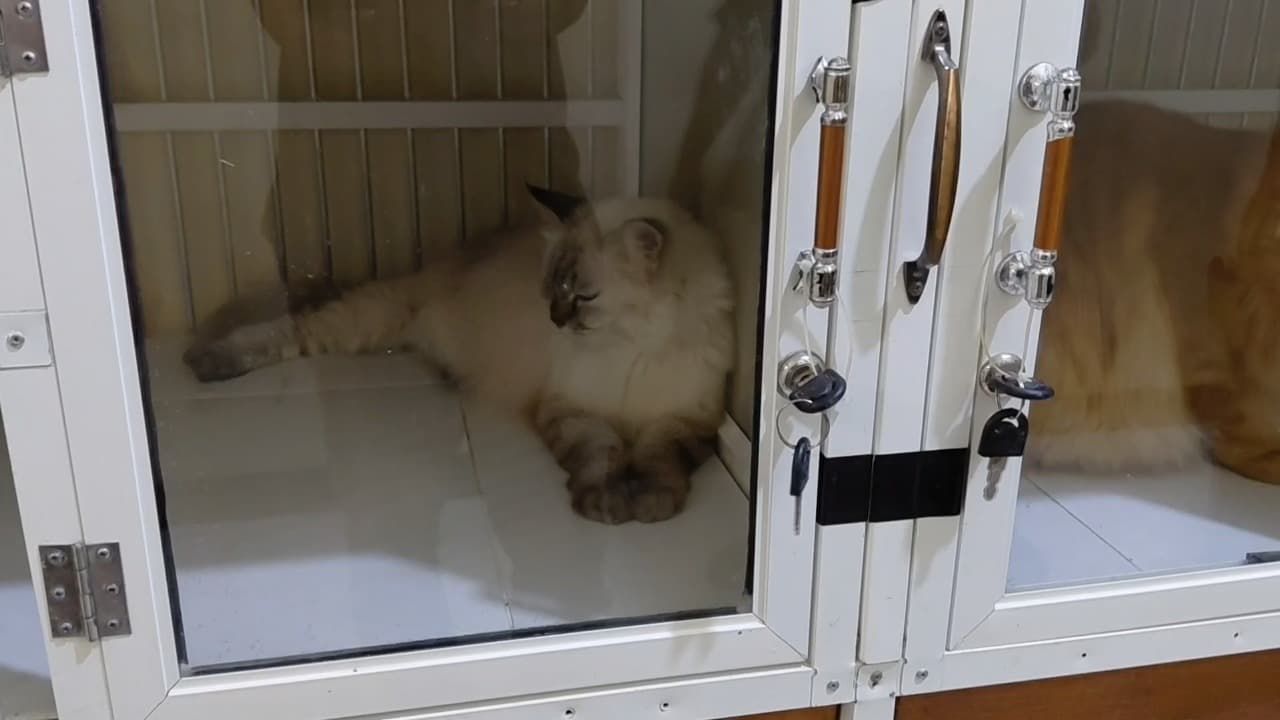 Jasa Penitipan Hewan Diserbu Calon Pemudik