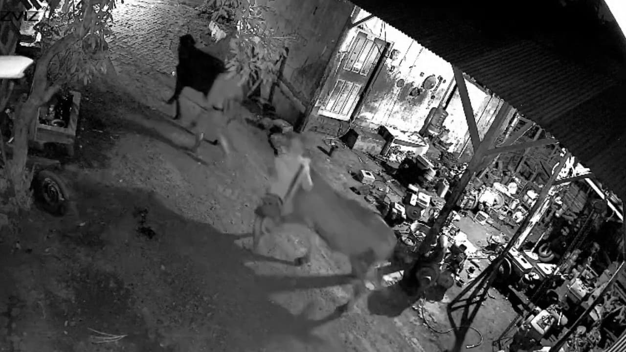 Saat Warga Lelah Lebaran, Dua Sapi Digondol Maling