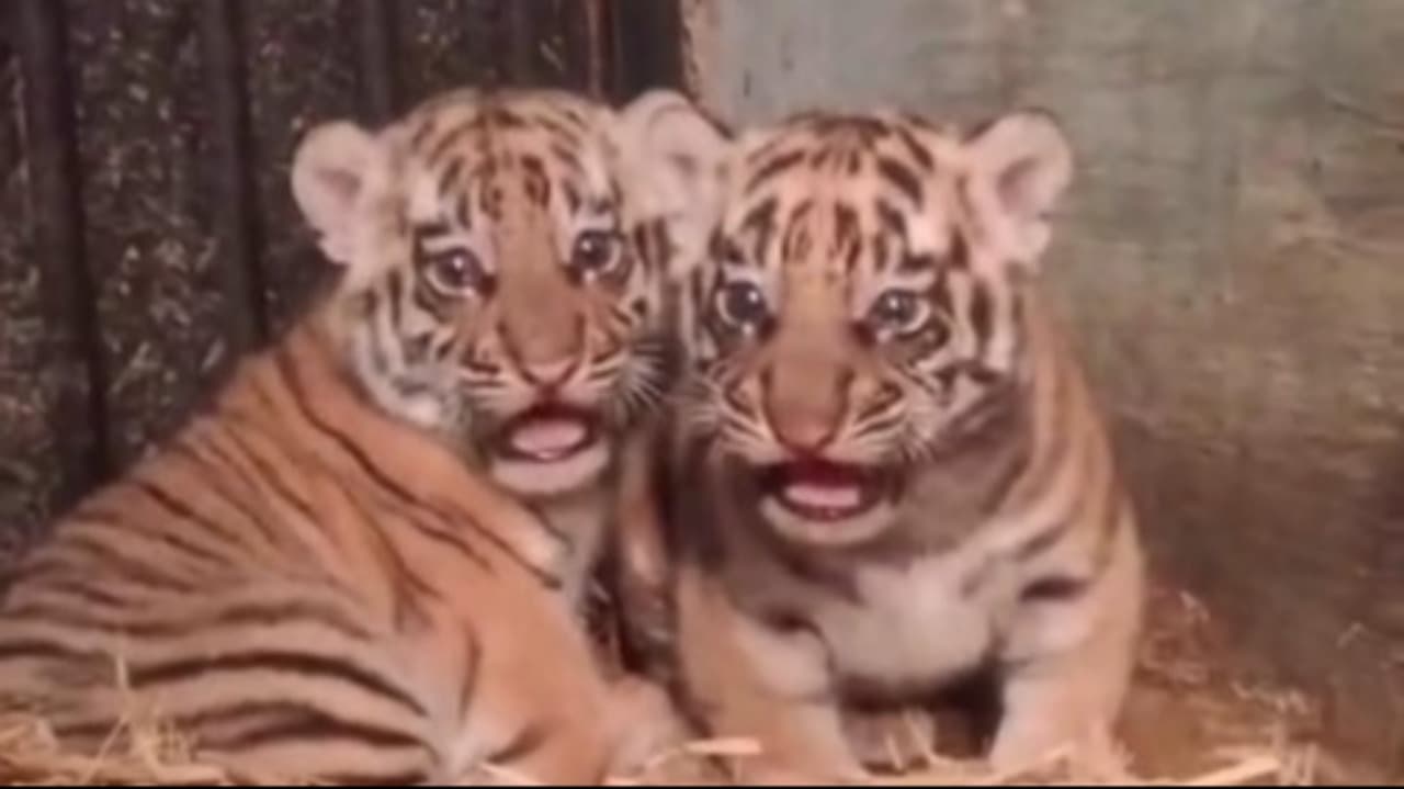 Anak Harimau Benggala Hara Dilaporkan Mati di Bandung Zoo