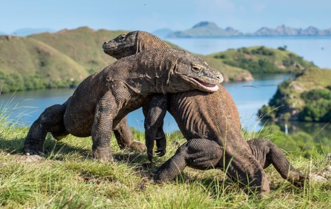 Indonesia Pinjamkan Komodo ke Jepang untuk Program Konservasi