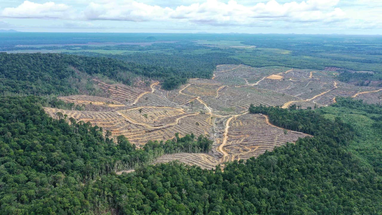 Deforestasi Indonesia Naik 66 Persen pada 2025, Kalimantan Masih Jadi Penyumbang Terbesar