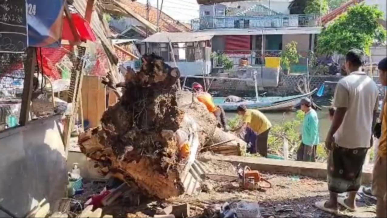 Pohon Jaran Tumbang Timpa Warung dan Perahu Nelayan di Bangkalan