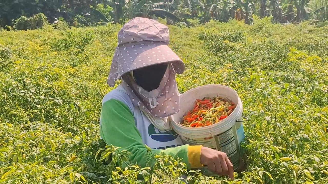 Harga Merosot Pasca Lebaran, Petani Kediri: Daripada Membusuk, Mending Dipanen Saja