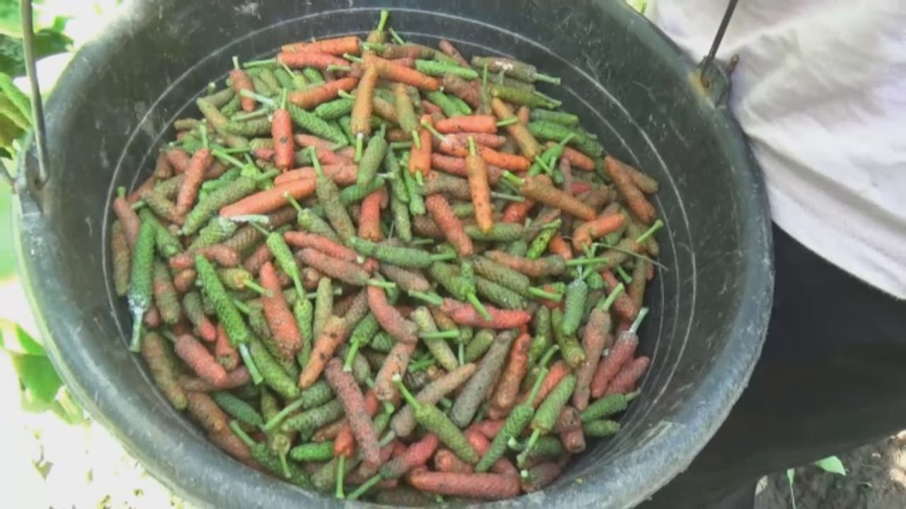 Cabe Jawa Antar Petani Kantongi Rp7 Juta per Bulan