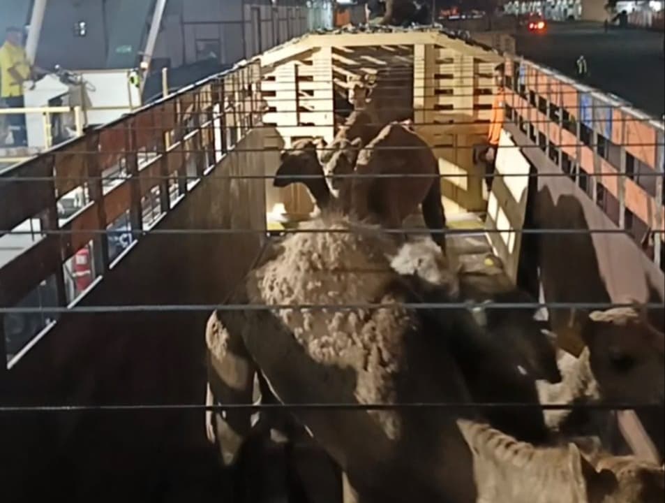 Dorong Ketahanan Pangan, PT Tombak Mas Nusantara Impor Ratusan Ternak dari Australia