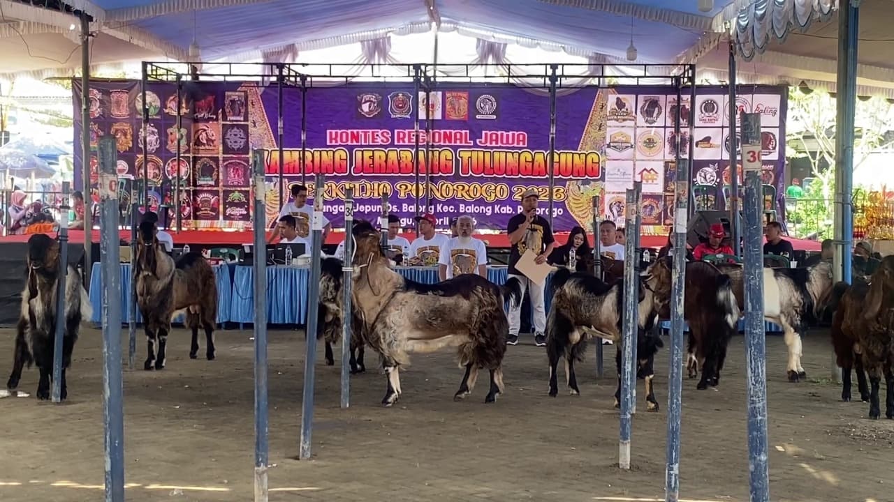 Kontes Kambing Jerabang Ponorogo, Dari Arena Lokal Menuju Kesejahteraan Peternak