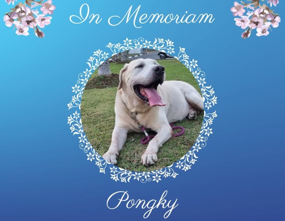 Pongky, Anjing Pelacak Legendaris BNNP Jatim, Tutup Usia Setelah 12 Tahun Mengabdi